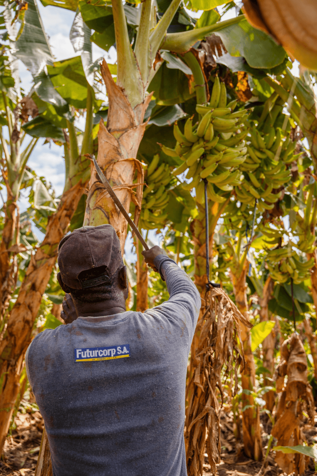 Plantation worker uses a long tool to reach green bananas on a tall tropical tree.