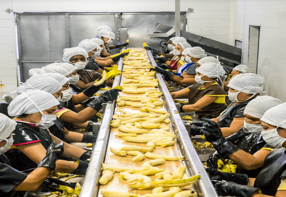 Factory workers wearing hairnets and masks process peeled bananas on a long conveyor belt.